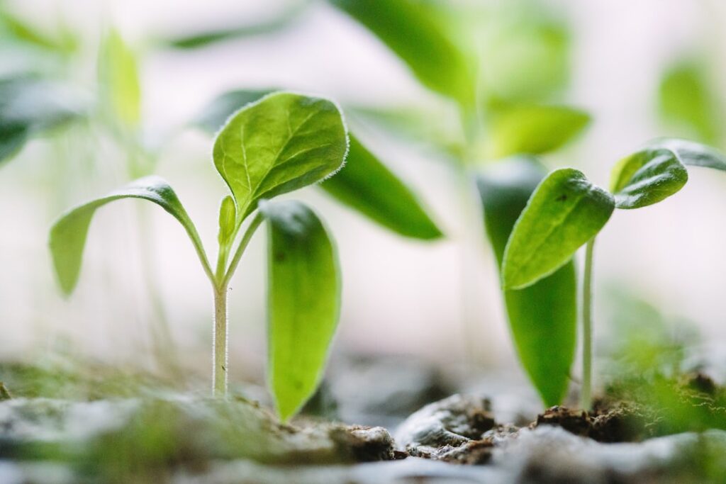 green-plants-on-soil-ruqhpukrn7c